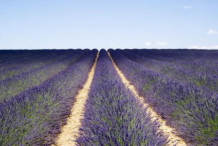 高原 valensole 著名的薰衣草田