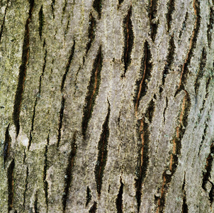 胡桃树的树皮