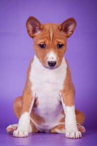 犬幼犬的淡紫色的背景
