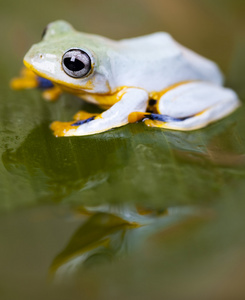 青蛙与黄色 abdone