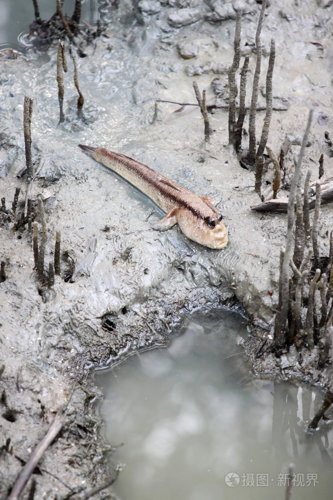 红树林的弹涂鱼