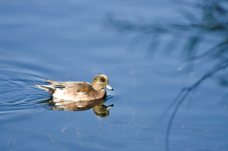 美国 wigeon 在蓝色的海水中游泳