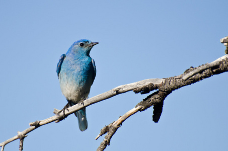 山蓝知更鸟栖息在一棵树