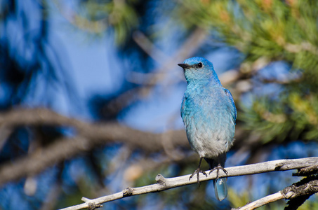 山蓝知更鸟栖息在一棵树