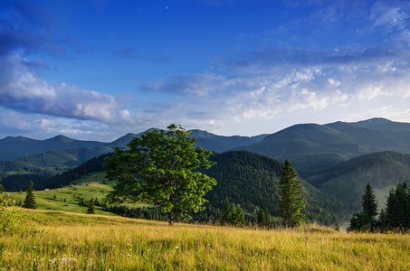 喀尔巴阡山风景树