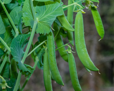 绿色豌豆荚豌豆植物