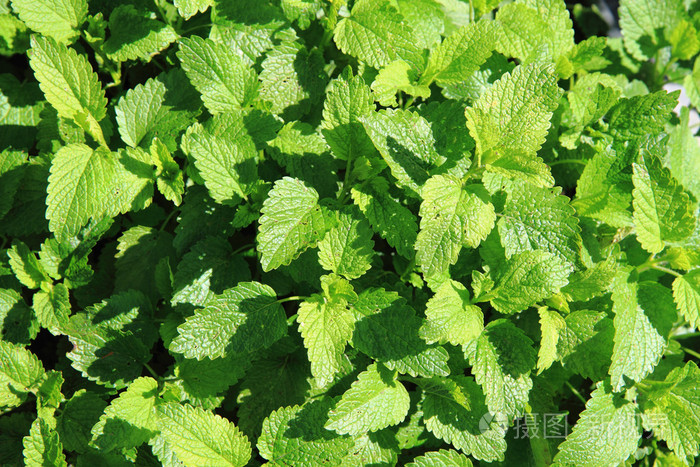 甜薄荷背景