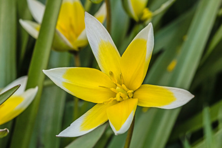 郁金香植物学，lat.tulipa 植物的花朵