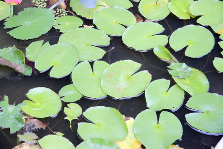 池塘里的绿色荷叶