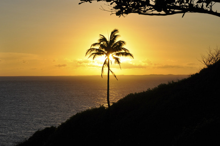 椰子树在剪影在日落