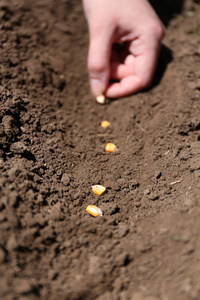 土壤里播下种子