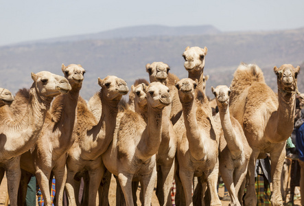家畜市场发售的骆驼。巴比莱。ethiopea