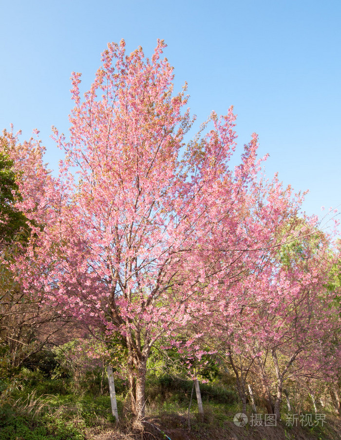 野生的喜马拉雅山樱盛开