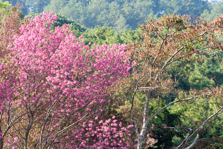 野生的喜马拉雅山樱桃花盛开