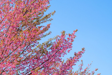 野生的喜马拉雅山樱桃花盛开
