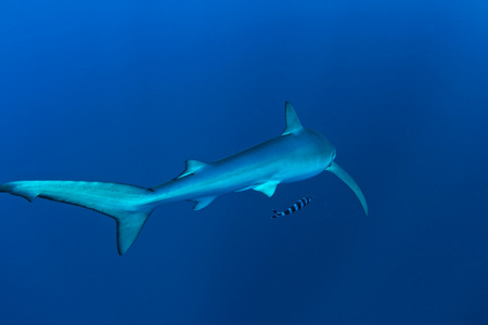 蓝色鲨鱼照片