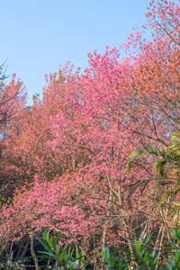 野生的喜马拉雅山樱桃花盛开