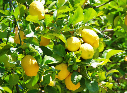 成熟的柠檬，挂在一棵树上