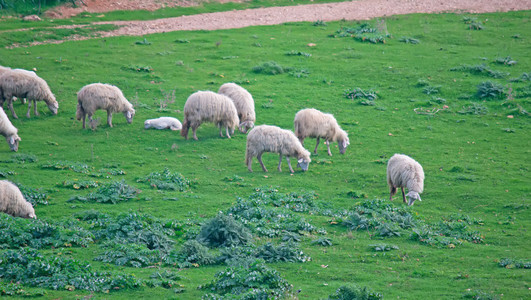 绵羊放牧在绿色