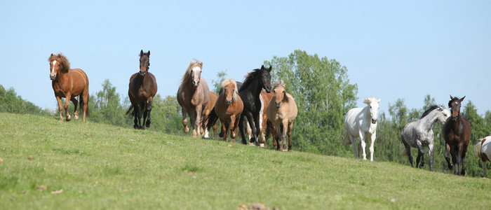 很多 barch 的马在牧场上运行