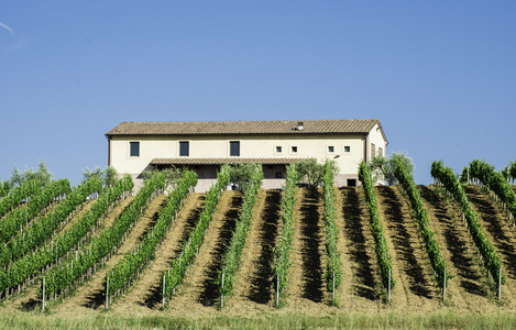 葡萄种植园和意大利的农舍