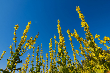 蓝蓝的天空背景上的特写黄色花朵