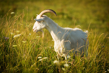 白绿色的草地上吃草的山羊