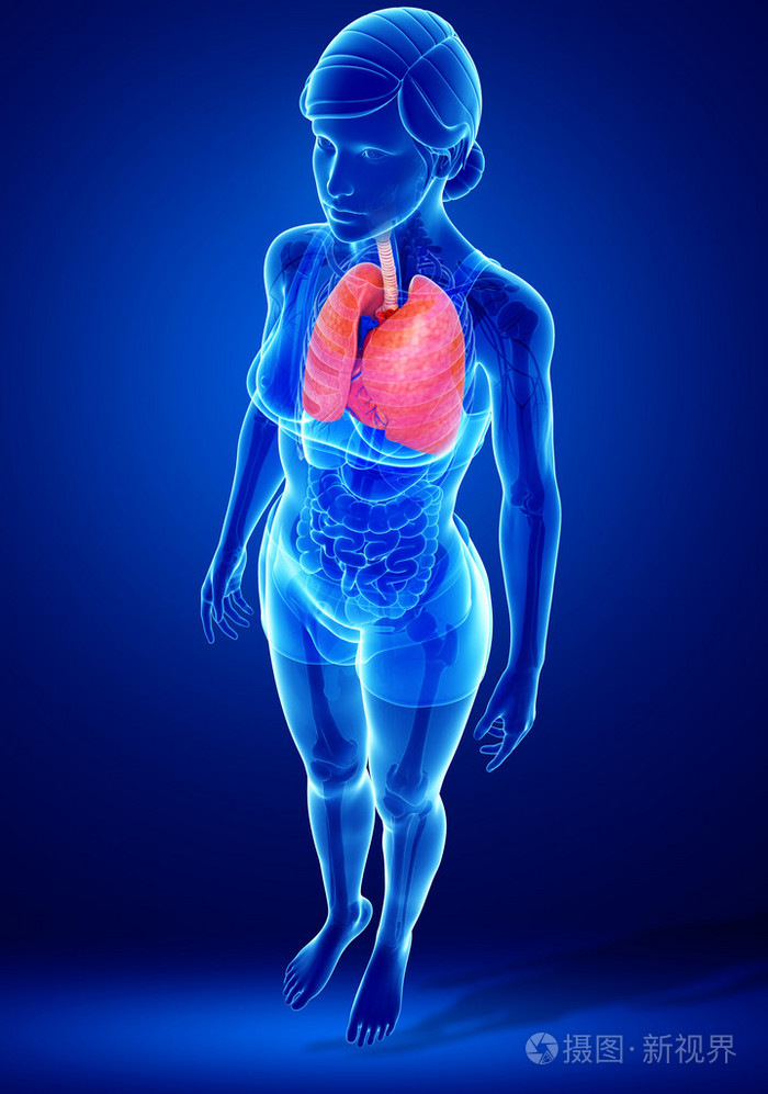 女性肺部解剖照片-正版商用图片1g51om-摄图新视界