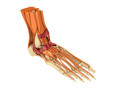 骨架，人类的脚肌肉