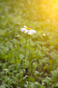 菊花和蜜蜂