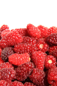 大红山莓背景图片