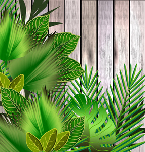 插图木材热带绿叶