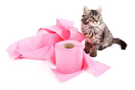 小猫玩卷卫生纸
