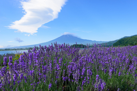 富士山和熏衣草河口湖畔