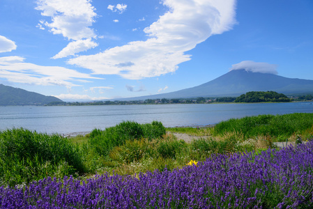 富士山和熏衣草河口湖畔