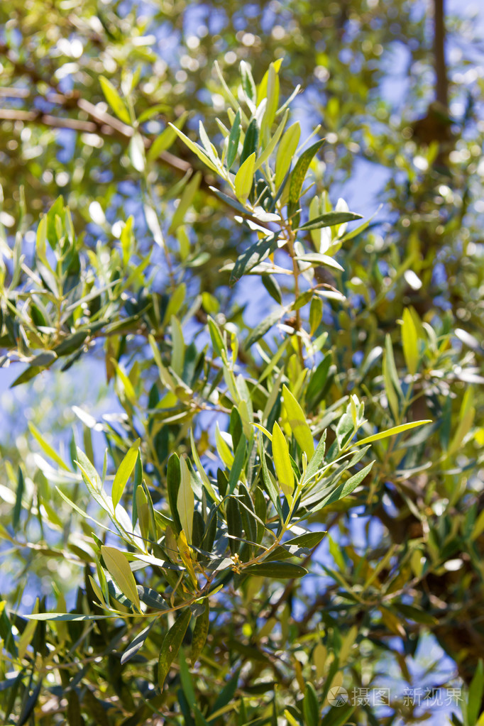 橄榄树叶子