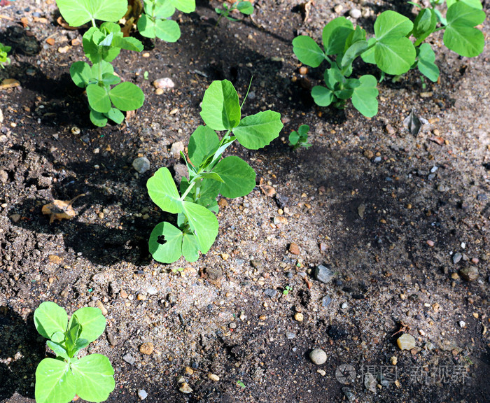 年轻的豌豆苗