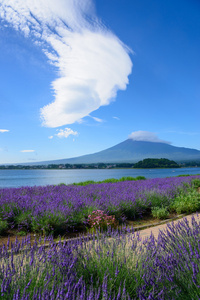 富士山和熏衣草河口湖畔