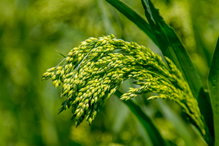 绿色的田野植物小米背景预览