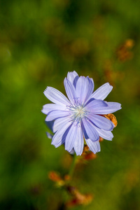 想象绽放美丽的花野生菊花