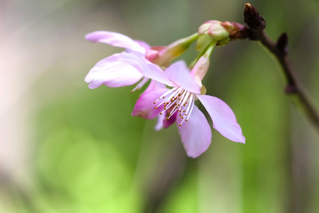 樱花 樱花花