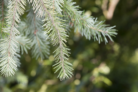 松树树枝细节