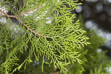 松树树枝细节