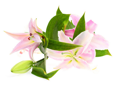 粉色百合莲花图片