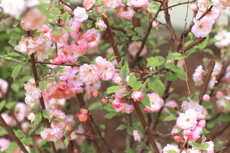 粉红色的月季花图片