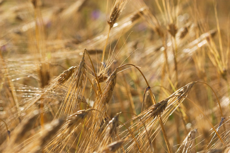 小麦幼穗与成熟谷物上一个字段