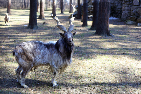 markhor 山羊特写