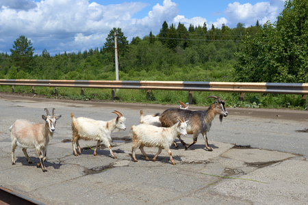 大和小山羊是崎岖不平的道路上