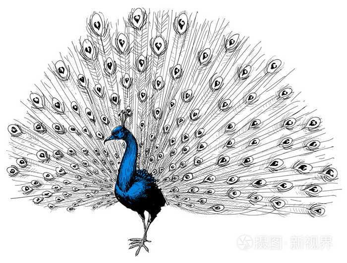 孔雀孤立的手绘图插画-正版商用图片1g5ijn-摄图新视界