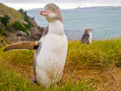 黄眼的企鹅图片